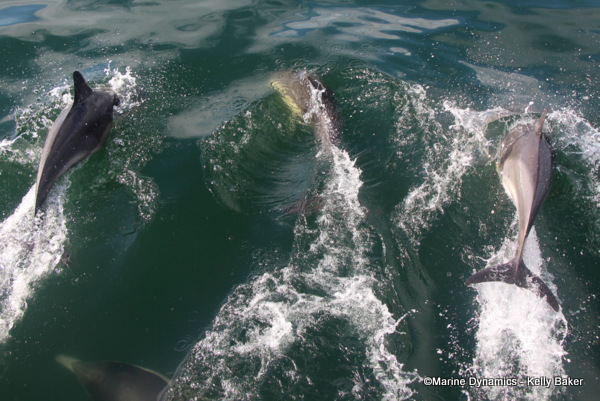 Common dolphins, South Africa